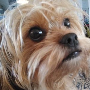 Meet your Posher, Didi